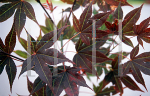 Picture of Acer palmatum (Matsumurae Group) 'Muro gawa'