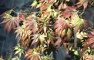 Picture of Acer palmatum (Matsumurae Group) 'Muro gawa'