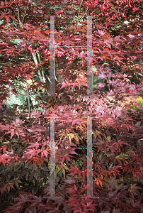 Picture of Acer palmatum (Matsumurae Group) 'Muro gawa'