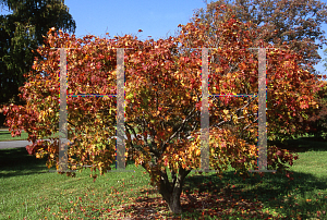 Picture of Acer palmatum (Matsumurae Group) 'Musashino'