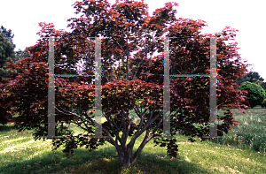 Picture of Acer palmatum (Matsumurae Group) 'Musashino'