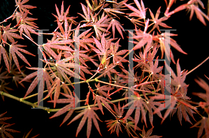 Picture of Acer palmatum (Matsumurae Group) 'Musashino'