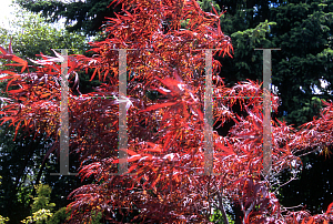Picture of Acer palmatum(Linearilobum Group) 'North Carolina Red (N. C. Red)'