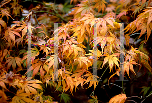 Picture of Acer palmatum 'Nanase gawa'