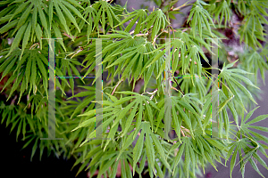 Picture of Acer palmatum 'Nanase gawa'