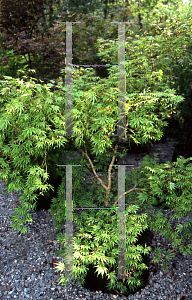 Picture of Acer palmatum 'Nanase gawa'