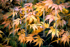 Picture of Acer palmatum 'Nanase gawa'