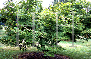 Picture of Acer palmatum 'Naruo nishiki'