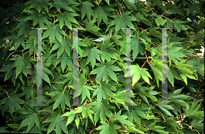 Picture of Acer palmatum 'Naruo nishiki'