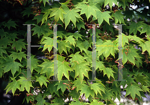 Picture of Acer palmatum 'Naruo nishiki'