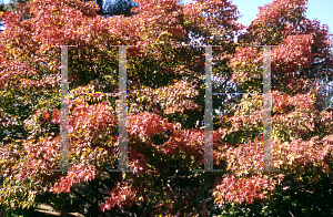 Picture of Acer palmatum 'Naruo nishiki'