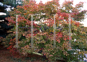 Picture of Acer palmatum 'Naruo nishiki'