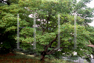 Picture of Acer palmatum 'Naruo nishiki'