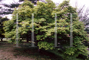 Picture of Acer palmatum 'Naruo nishiki'