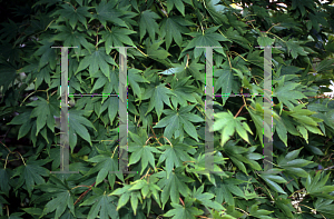 Picture of Acer palmatum 'Naruo nishiki'