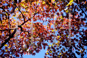 Picture of Acer palmatum 'Naruo nishiki'