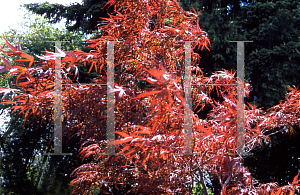 Picture of Acer palmatum(Linearilobum Group) 'North Carolina Red (N. C. Red)'