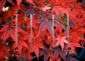 Picture of Acer palmatum (Matsumurae Group) 'Nuresagi'