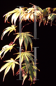 Picture of Acer palmatum (Matsumurae Group) 'Nicholsonii'
