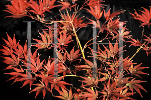 Picture of Acer palmatum (Matsumurae Group) 'Nicholsonii'