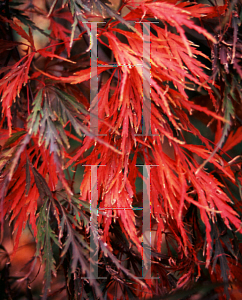 Picture of Acer palmatum (Dissectum Group) 'Dissectum Nigrum'