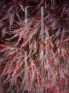 Picture of Acer palmatum (Dissectum Group) 'Dissectum Nigrum'