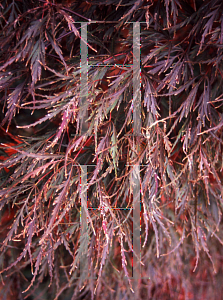 Picture of Acer palmatum (Dissectum Group) 'Dissectum Nigrum'