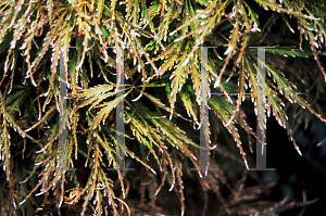Picture of Acer palmatum (Dissectum Group) 'Dissectum Nigrum'
