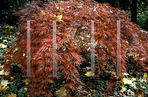 Picture of Acer palmatum (Dissectum Group) 'Dissectum Nigrum'