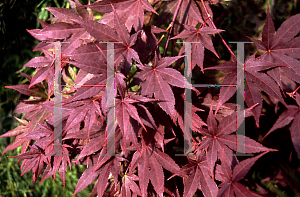 Picture of Acer palmatum 'Niro gawa'