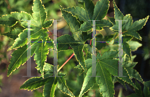 Picture of Acer palmatum 'Nishiki gasane (Sagara nishiki)'