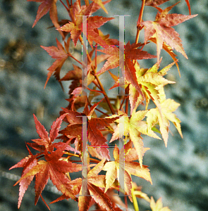 Picture of Acer palmatum 'Nishiki gasane (Sagara nishiki)'