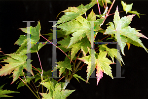 Picture of Acer palmatum 'Nishiki gasane (Sagara nishiki)'