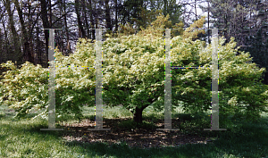 Picture of Acer palmatum 'Nishiki gawa'