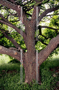 Picture of Acer palmatum 'Nishiki gawa'