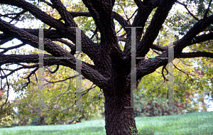 Picture of Acer palmatum 'Nishiki gawa'