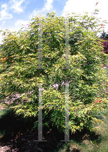 Picture of Acer palmatum 'Nishiki momiji'