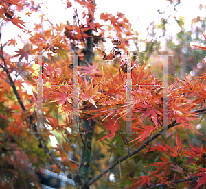 Picture of Acer palmatum 'Nishiki momiji'