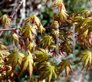 Picture of Acer palmatum 'Nishiki momiji'