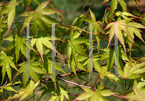 Picture of Acer palmatum 'Nishiki momiji'