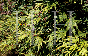 Picture of Acer palmatum 'Nishiki momiji'