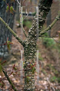 Picture of Acer palmatum 'Nishiki momiji'