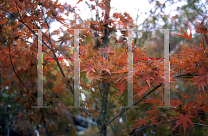 Picture of Acer palmatum 'Nishiki momiji'