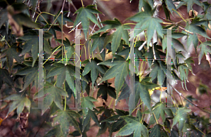 Picture of Acer palmatum 'Nishiki momiji'