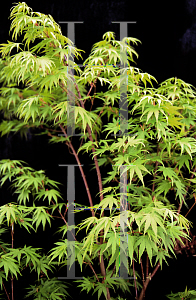 Picture of Acer palmatum 'Arakawa (Nishiki sho)'
