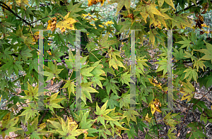 Picture of Acer palmatum (Matsumurae Group) 'Nomura nishiki'