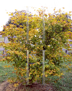 Picture of Acer palmatum (Matsumurae Group) 'Nomura nishiki'