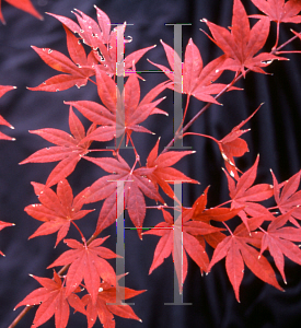 Picture of Acer palmatum (Matsumurae Group) 'Nomura nishiki'