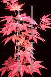 Picture of Acer palmatum (Amoenum Group) 'Novum (Roscoe Red)'