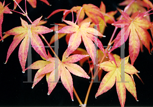Picture of Acer palmatum (Amoenum Group) 'Novum (Roscoe Red)'